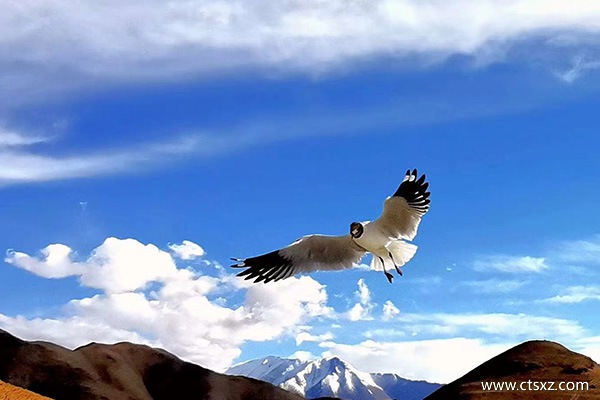 西藏高原反應(yīng)嚴(yán)重嗎