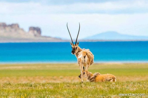深圳去西藏旅游多少錢