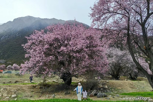 北京到西藏旅行社多少錢一天